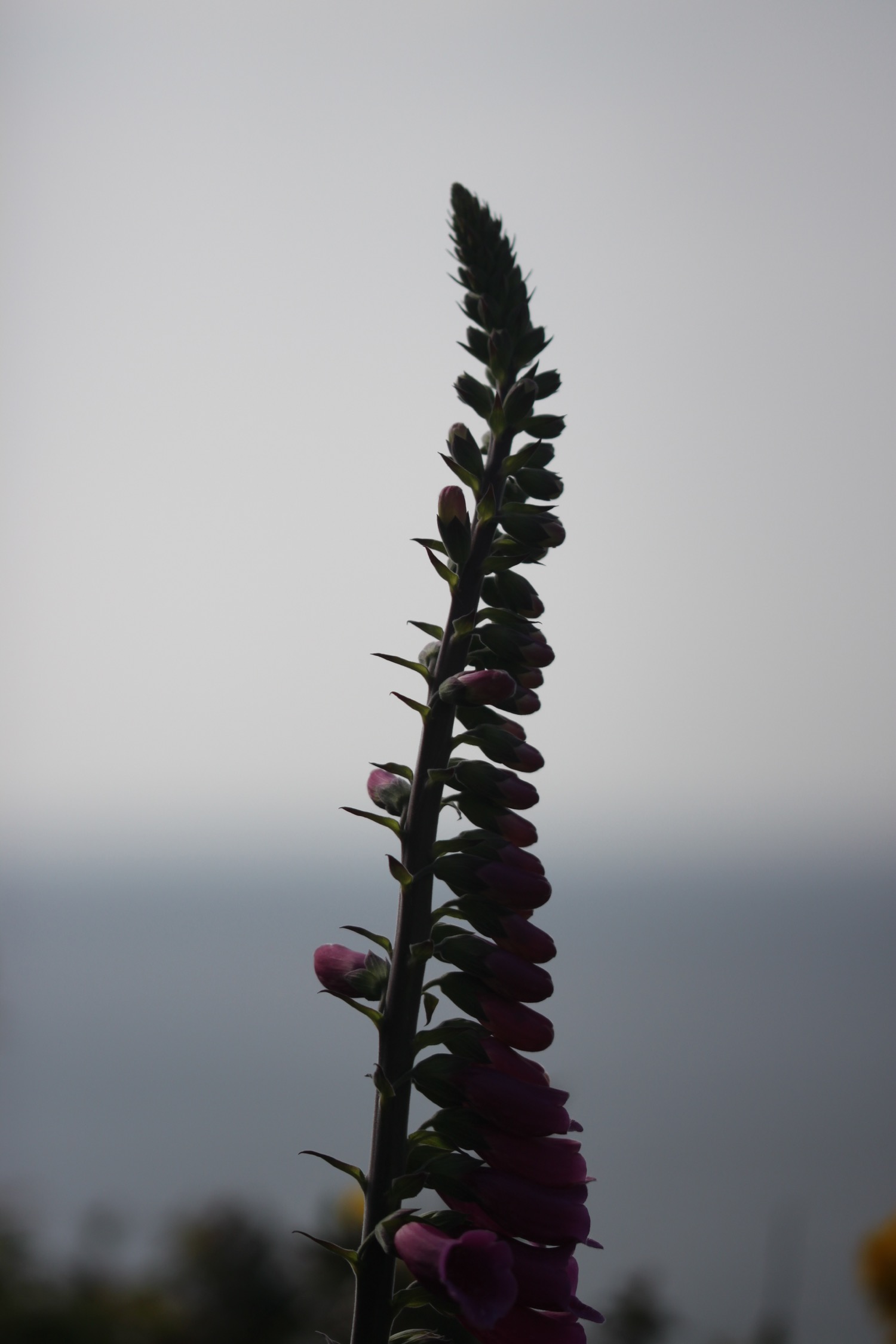 foxgloves 1.jpg