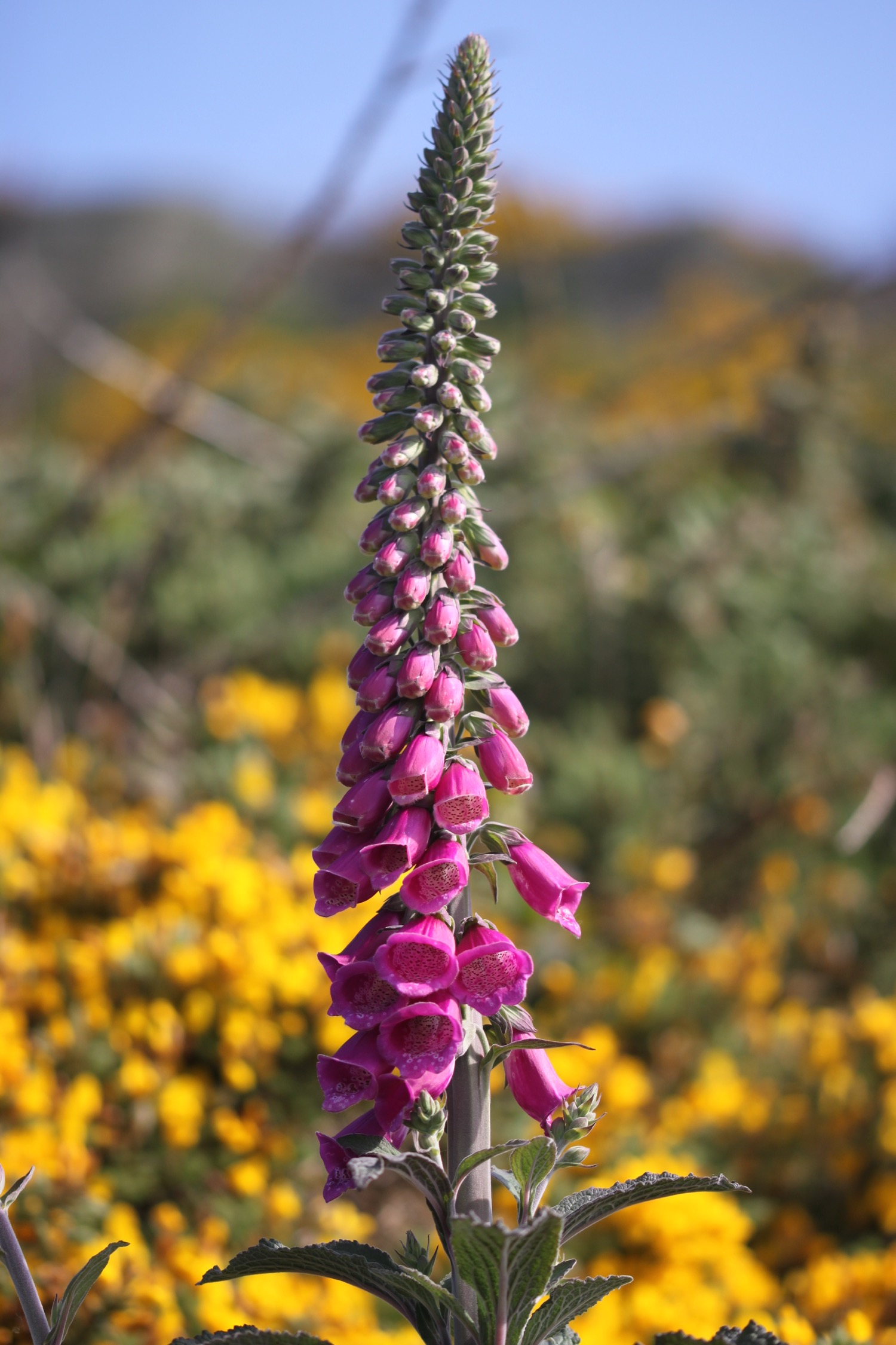 foxgloves 2.jpg