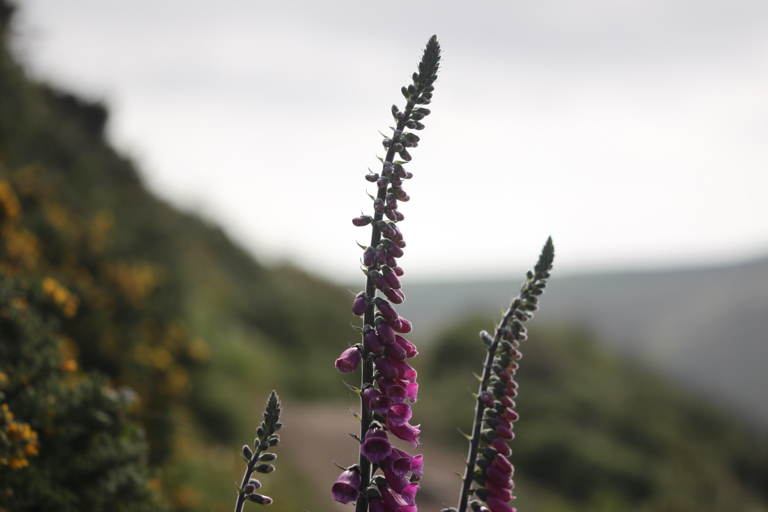 foxgloves 4.jpg