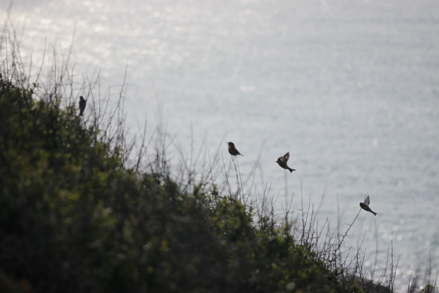 stonechats