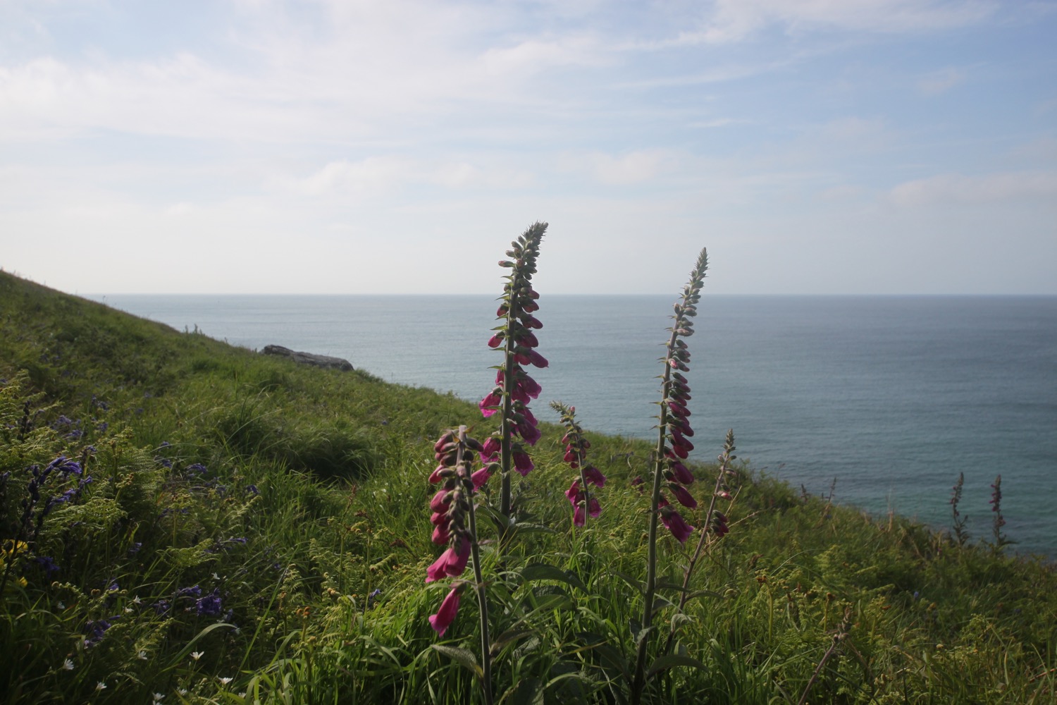 foxgloves 6.jpg