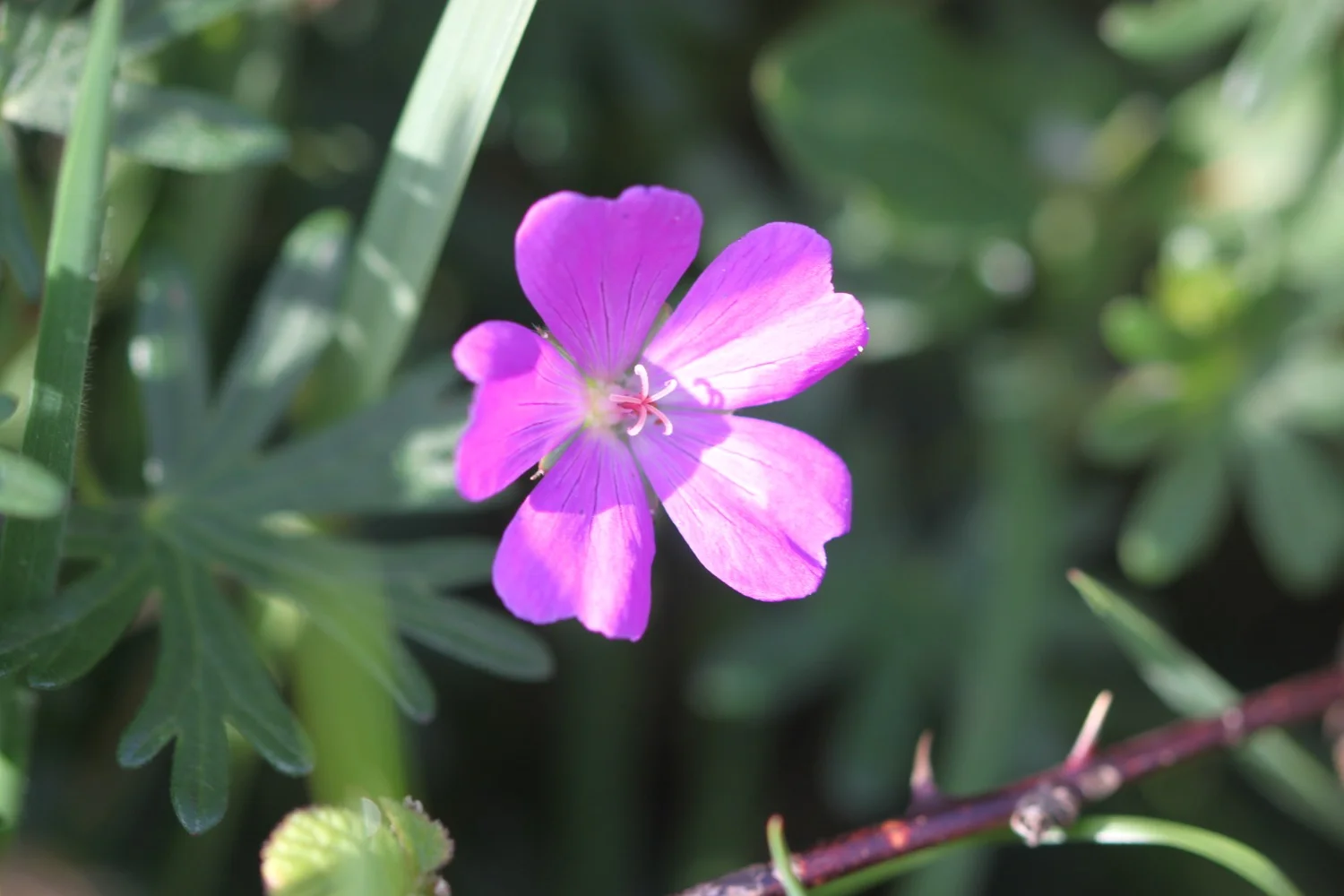 bloody crane's-bill