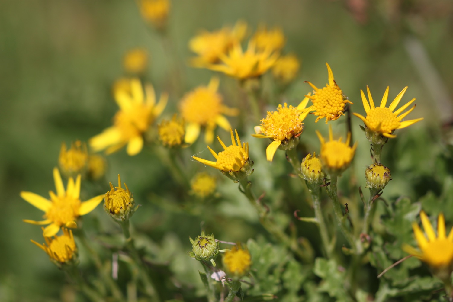 wildflowers 25.jpg