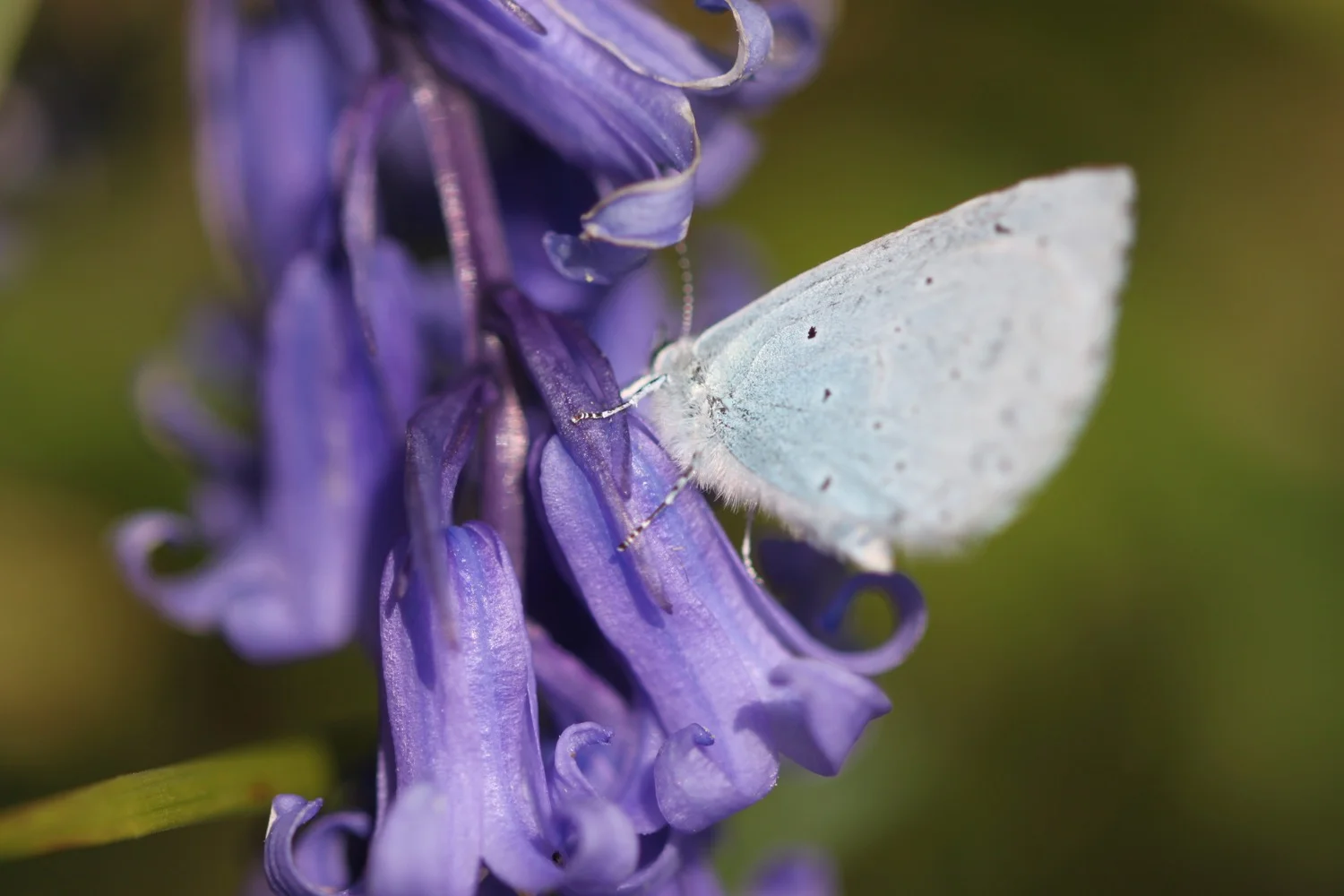 holly blue butterfly