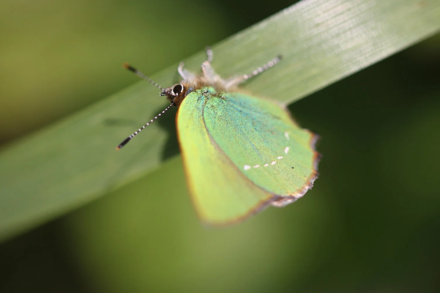 green hairstreak butterfly