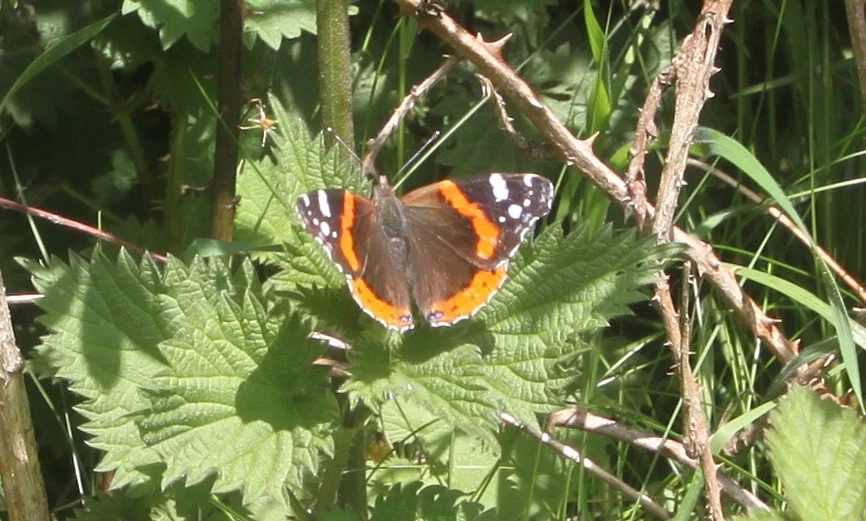 red admiral butterfly