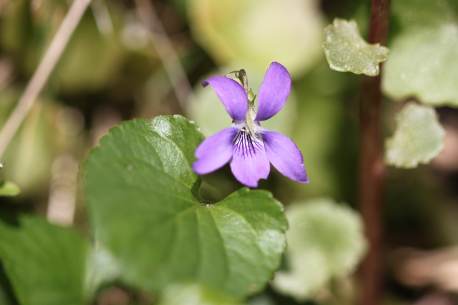 wildflowers 32.jpg