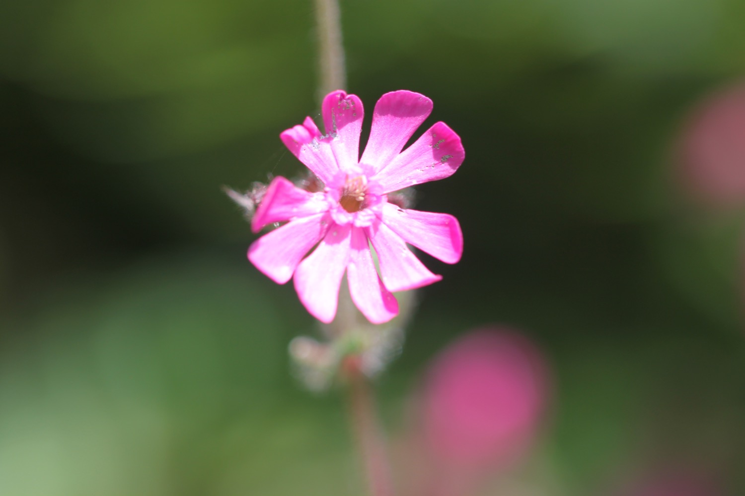 wildflowers 33.jpg