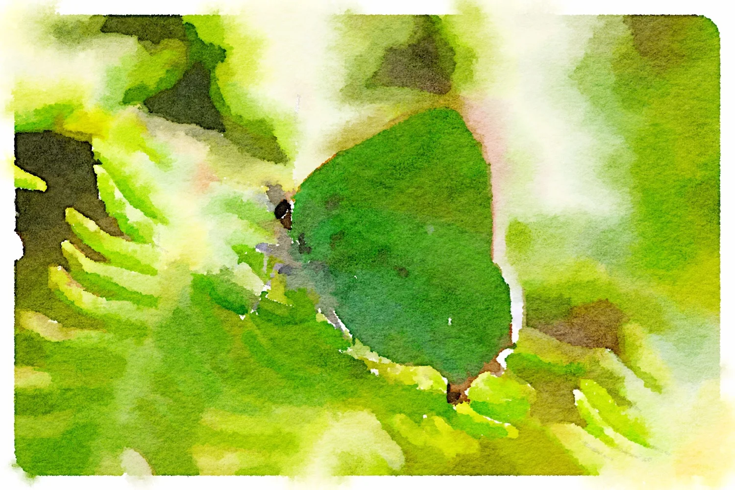 green hairstreak