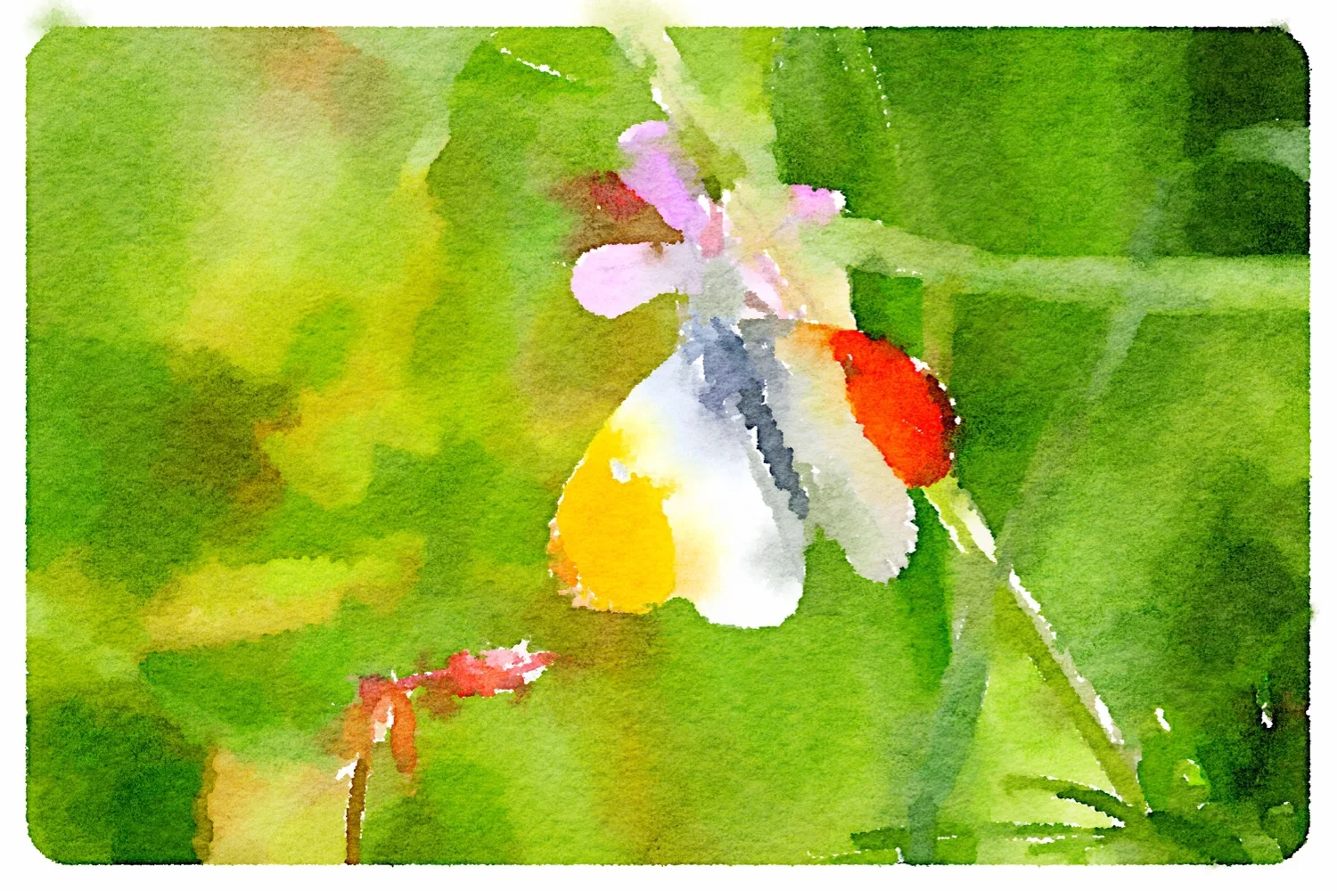 orange tip