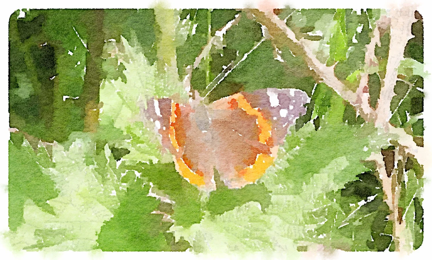 red admiral