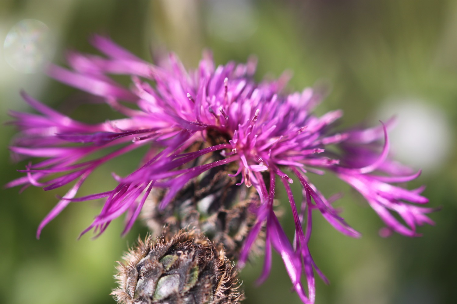 wildflowers 1.jpg