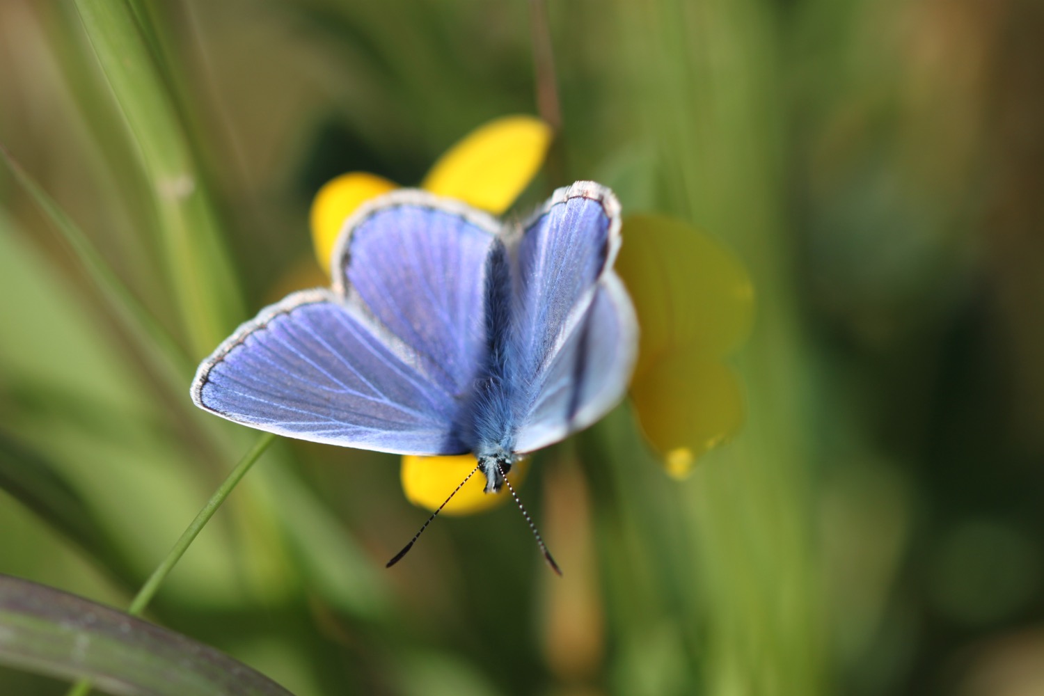 wildflowers 3.jpg