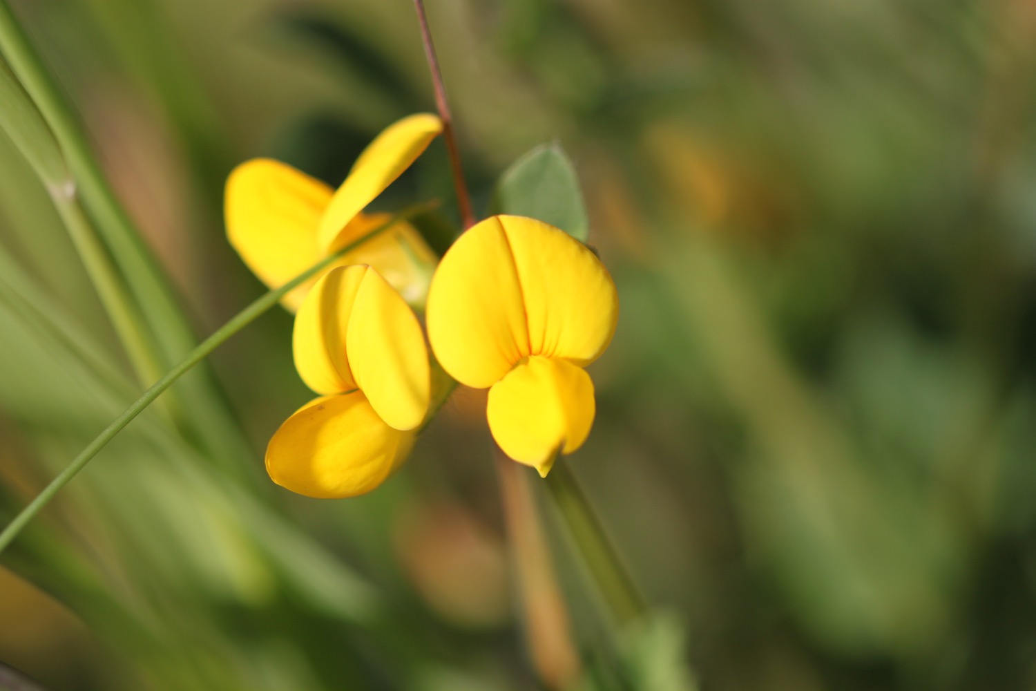 wildflowers 4.jpg