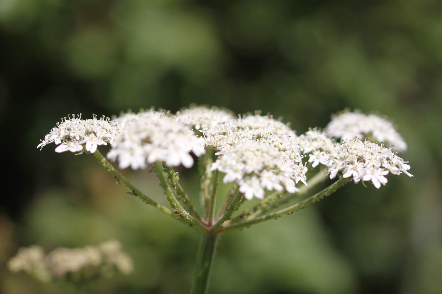 wildflowers 7.jpg