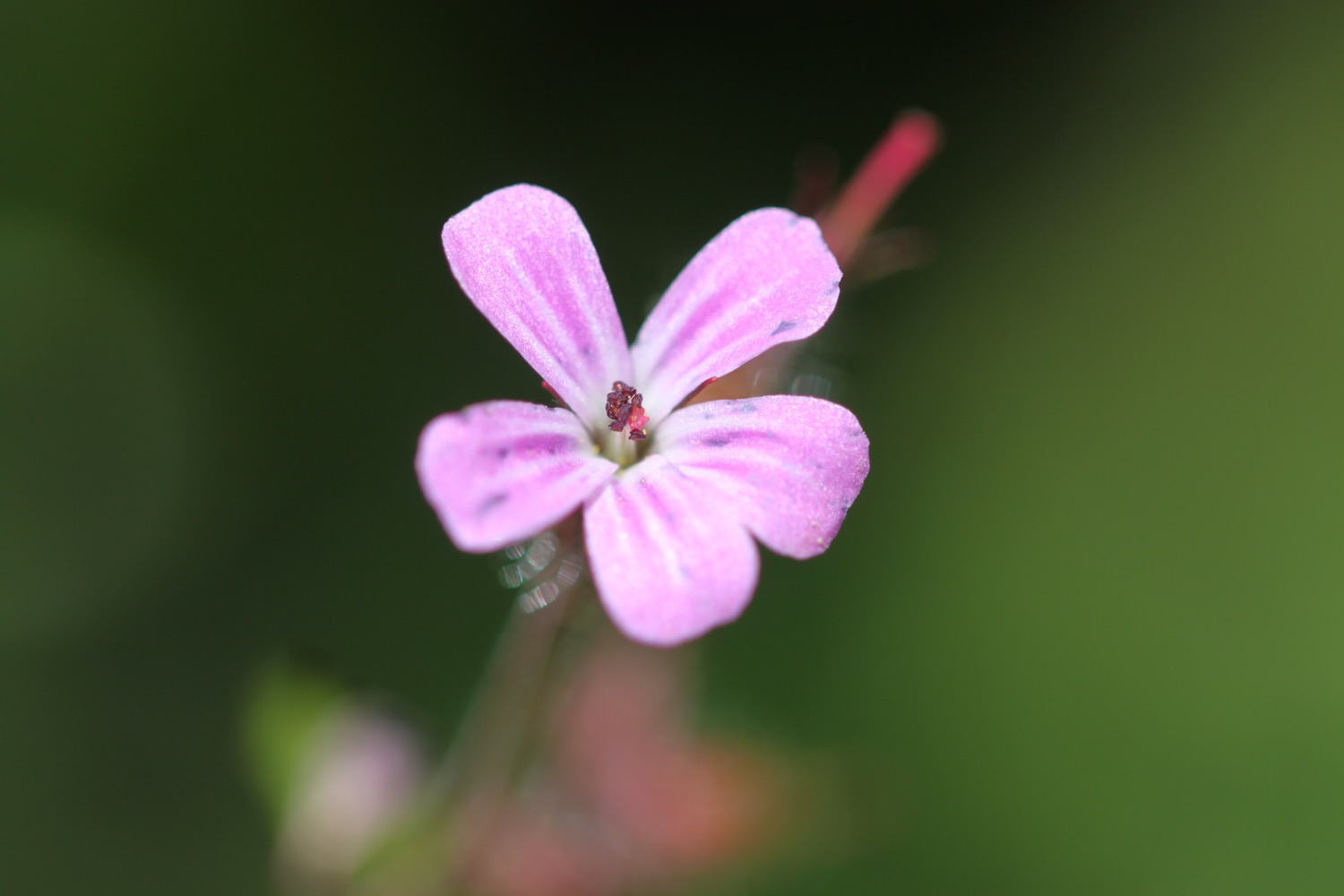 wildflowers 9.jpg