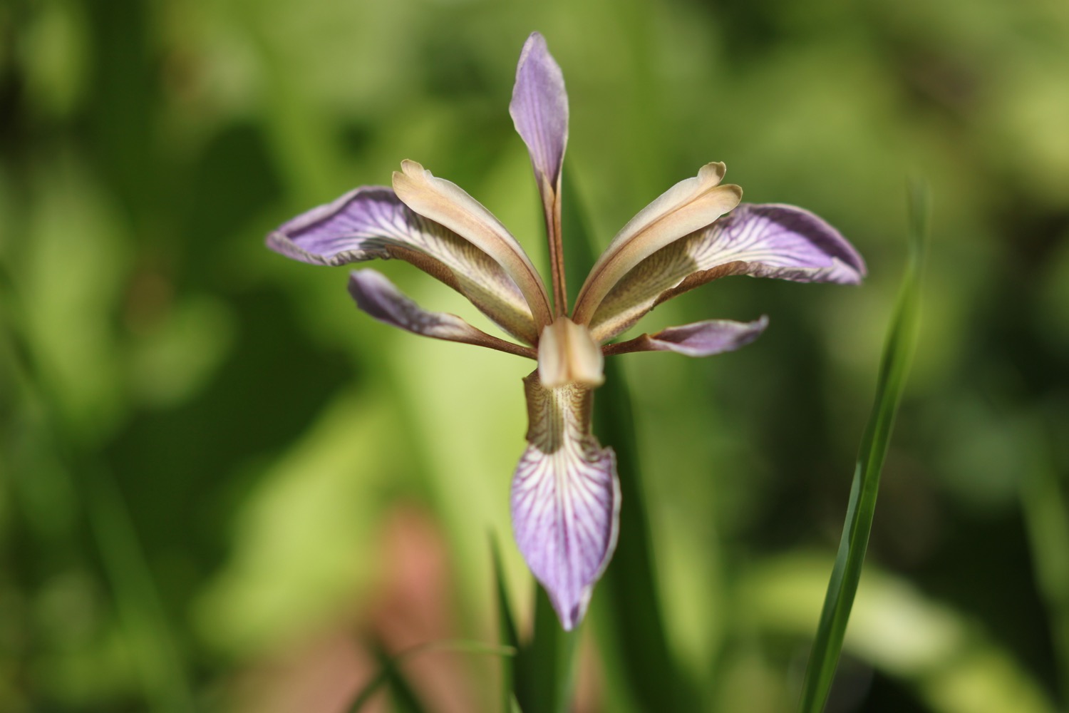 wildflowers 12.jpg