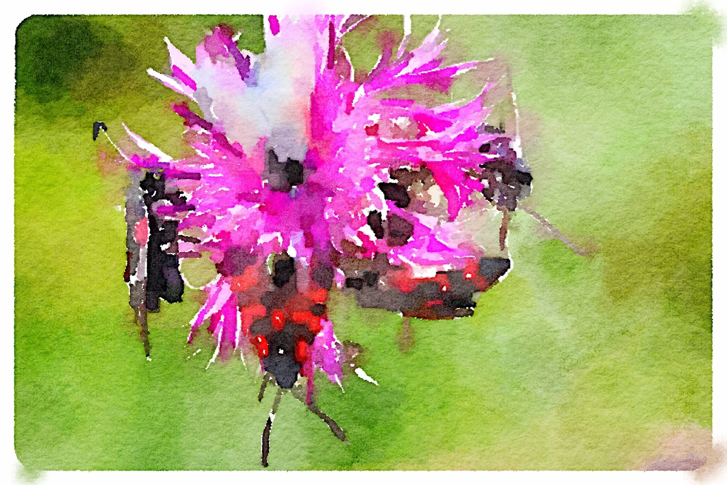 six-spot burnets