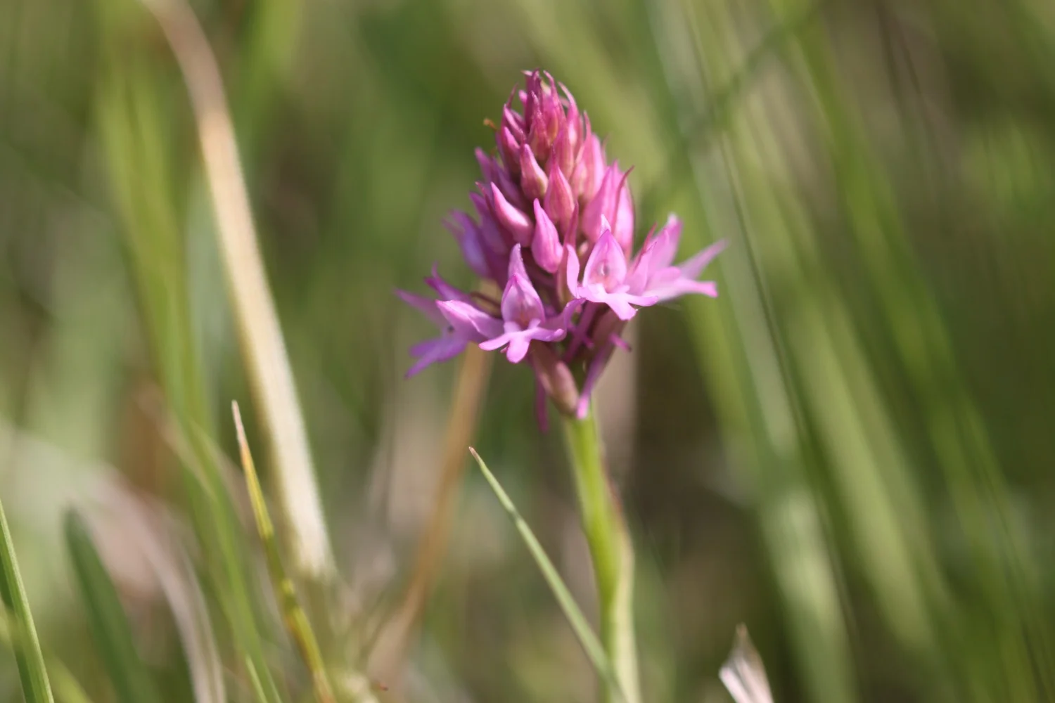 pyramidal orchid
