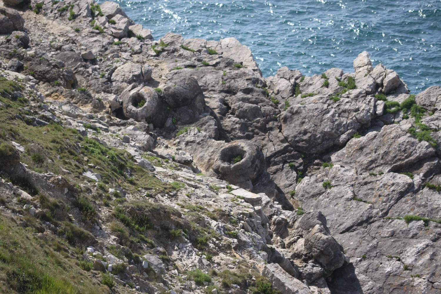 more fossilized trees