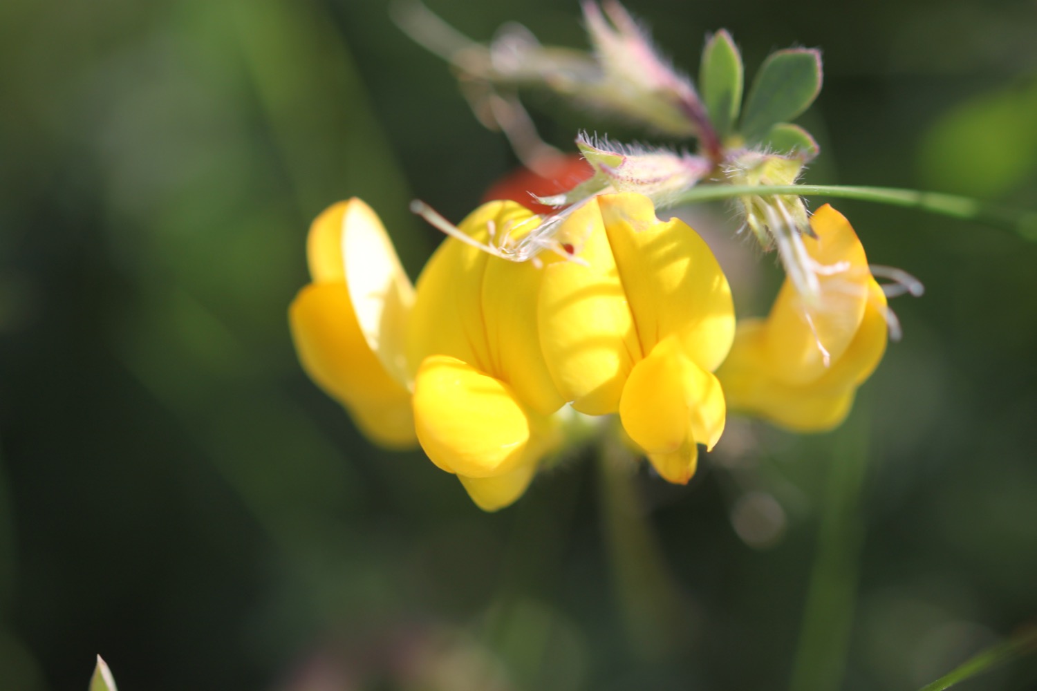 wildflowers 2.jpg