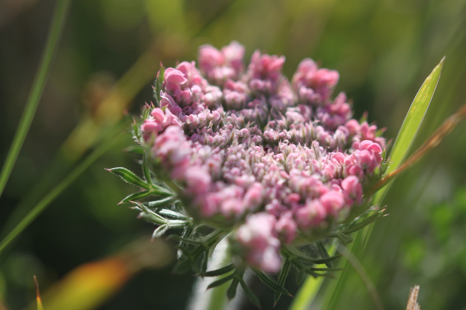 wildflowers 5.jpg