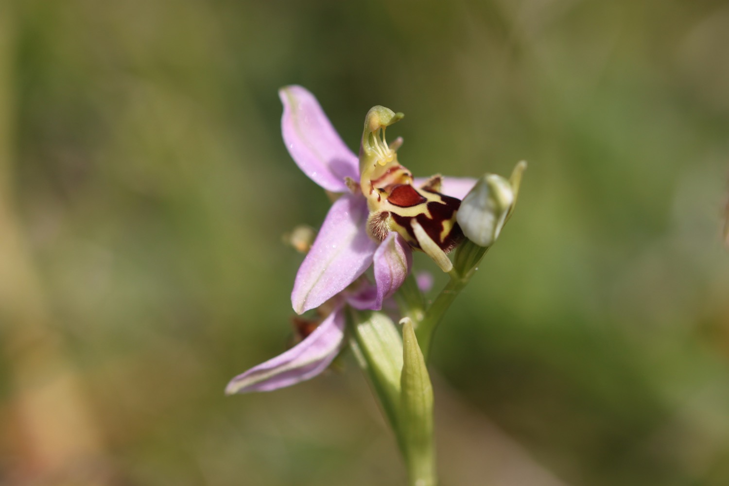 bee orchid 1.jpg