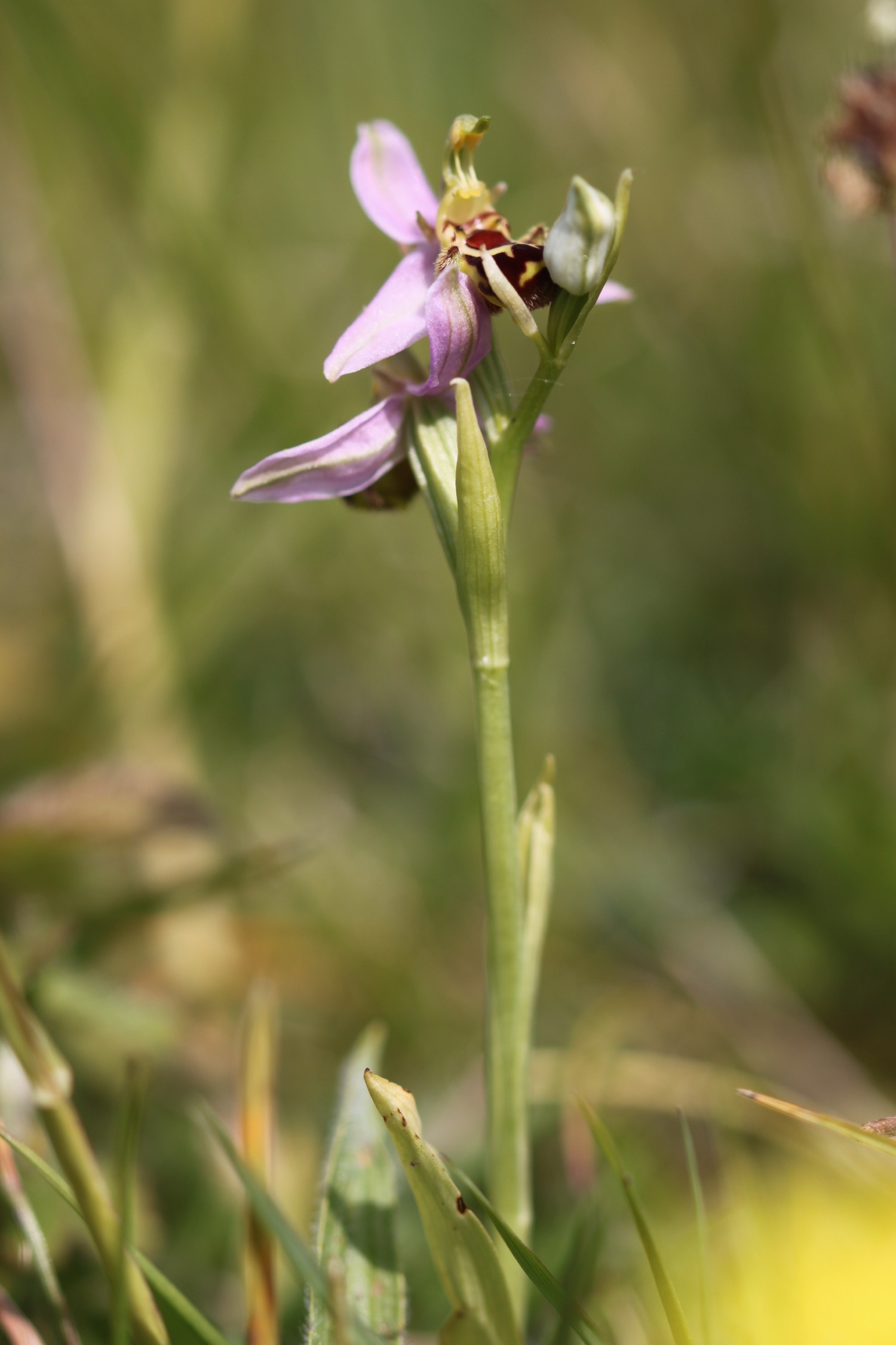 bee orchid 2.jpg