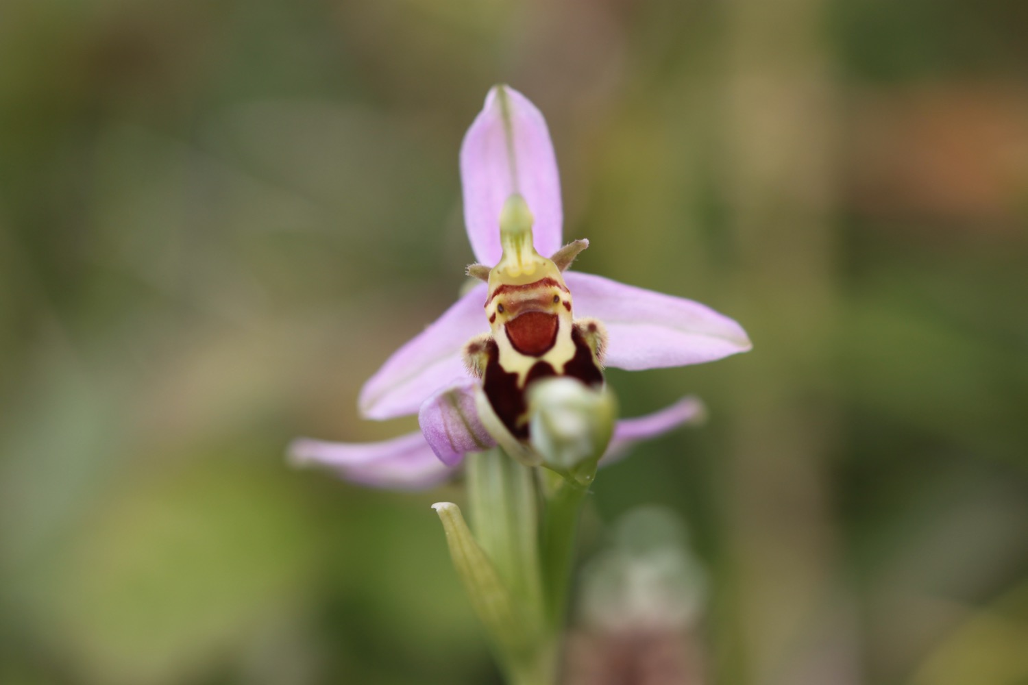 bee orchid 4.jpg