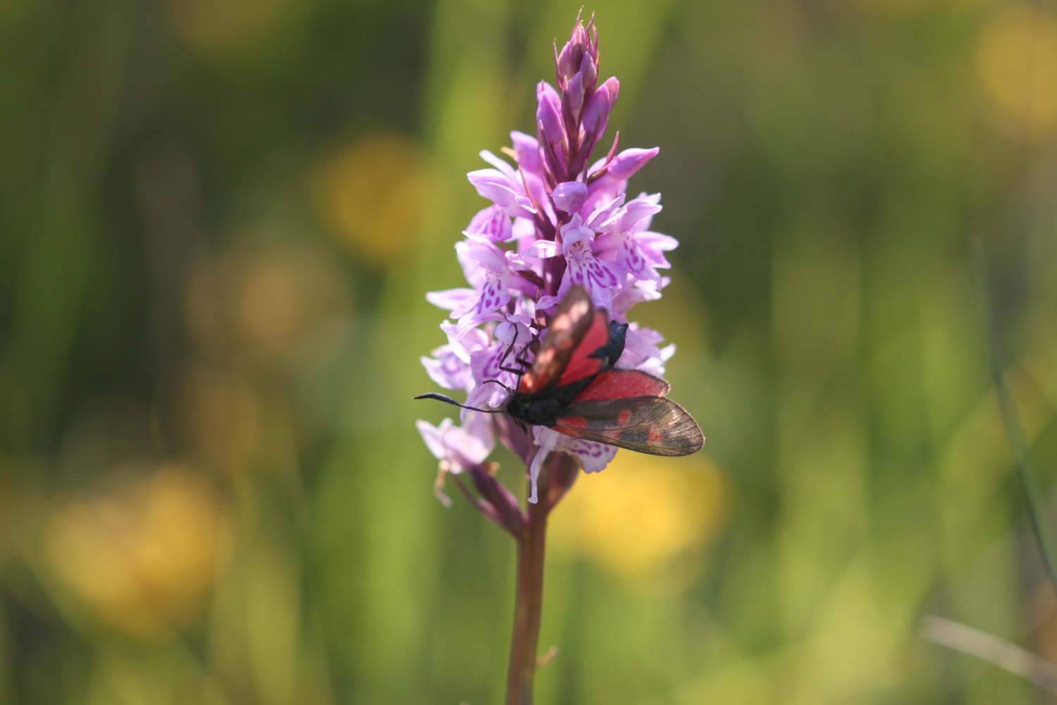 wildflowers 8.jpg