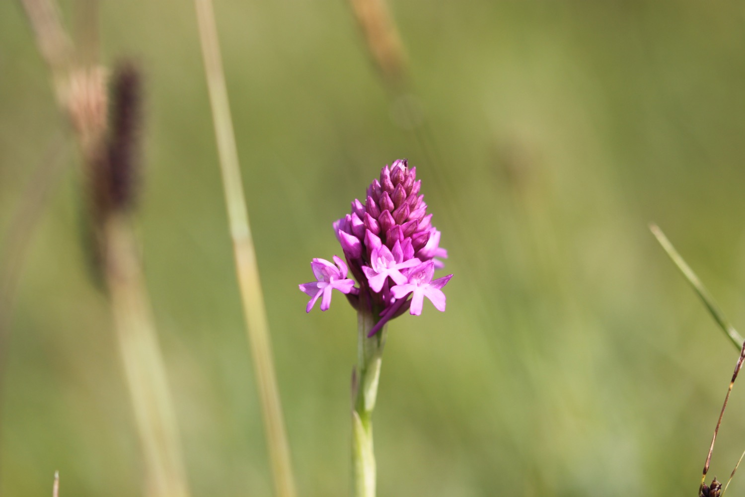 orchids 5.jpg