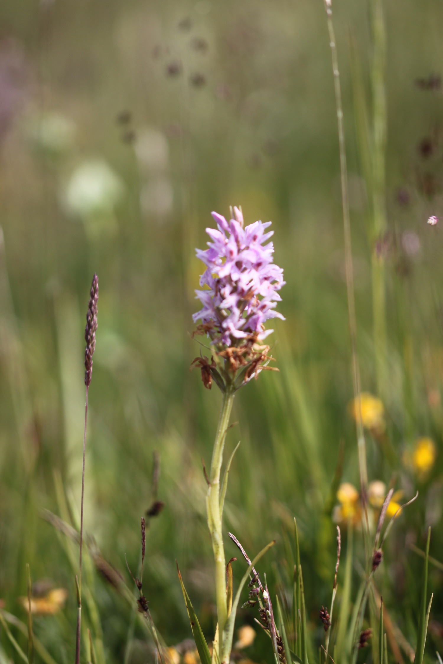 orchids 8.jpg