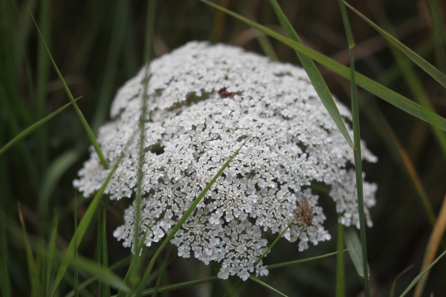 wildflowers 26.jpg