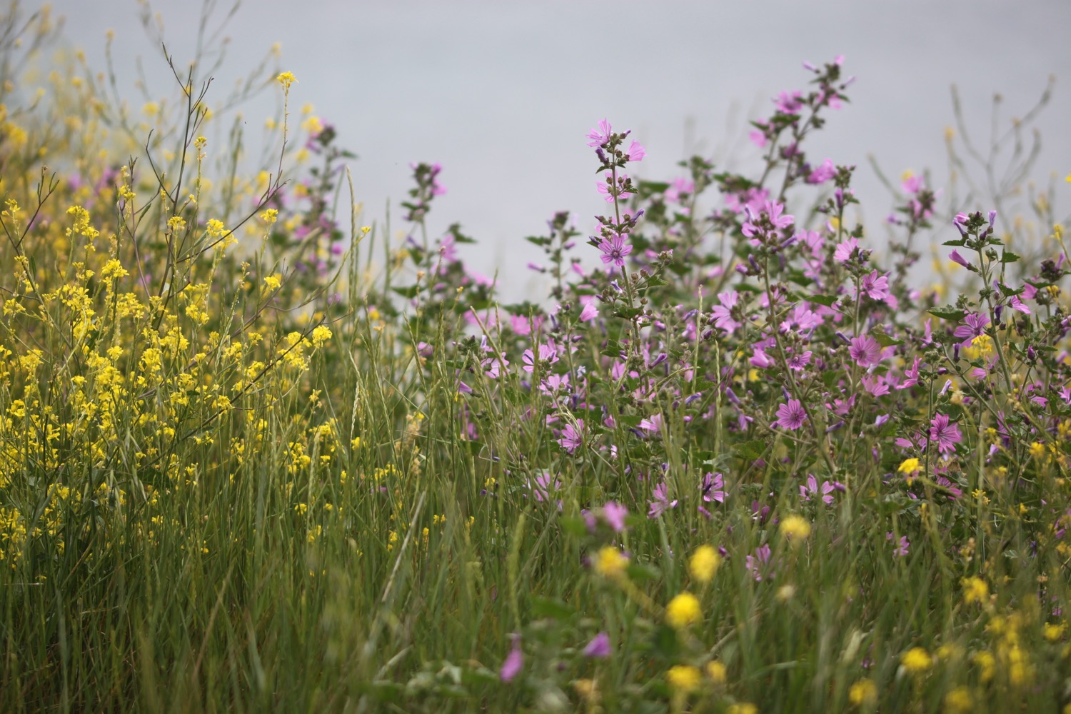 wildflowers 25.jpg