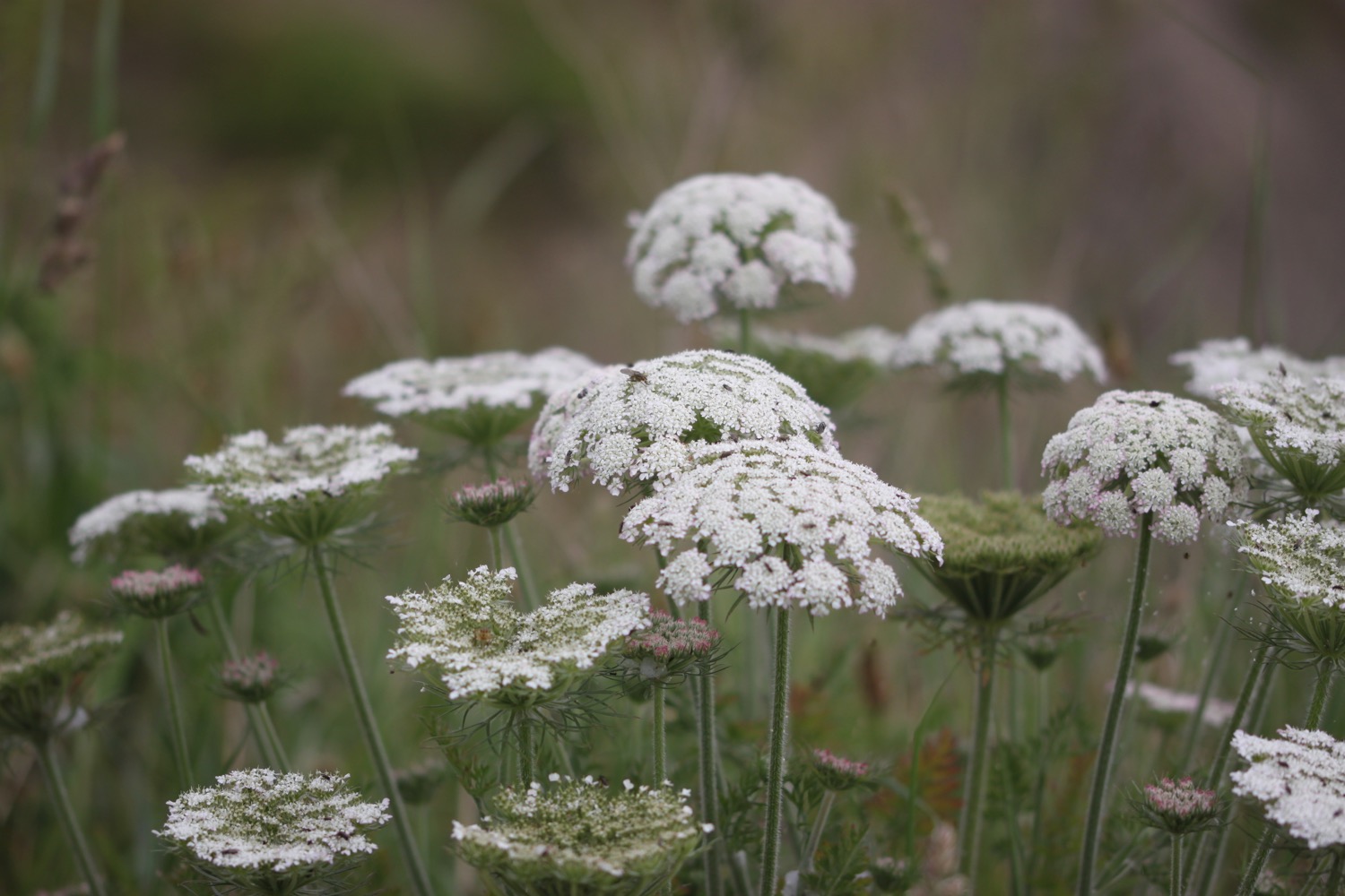 wildflowers 28.jpg