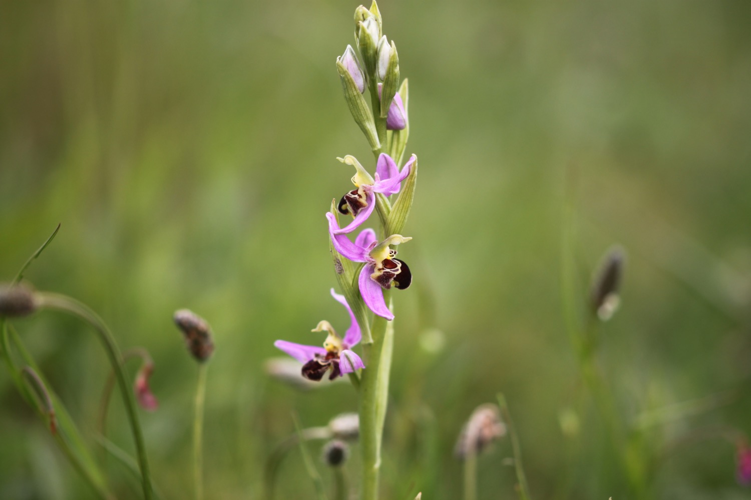 bee orchid 5.jpg