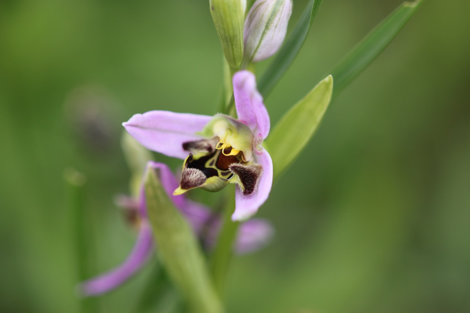 bee orchid 6.jpg