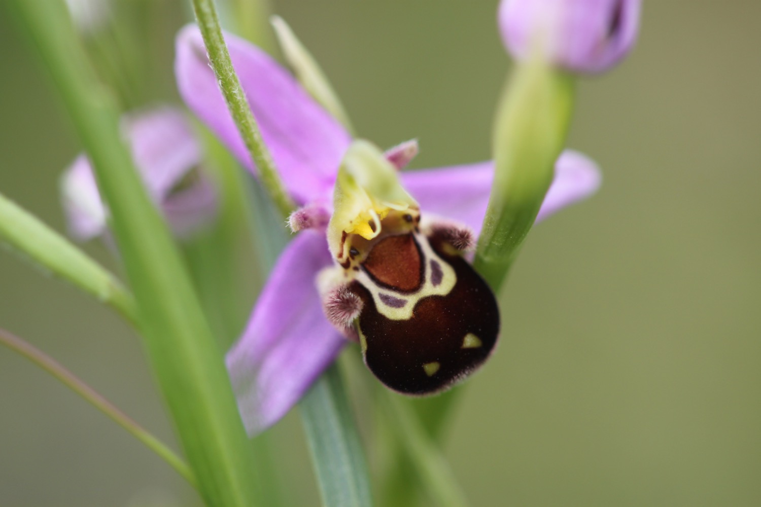 bee orchid 7.jpg