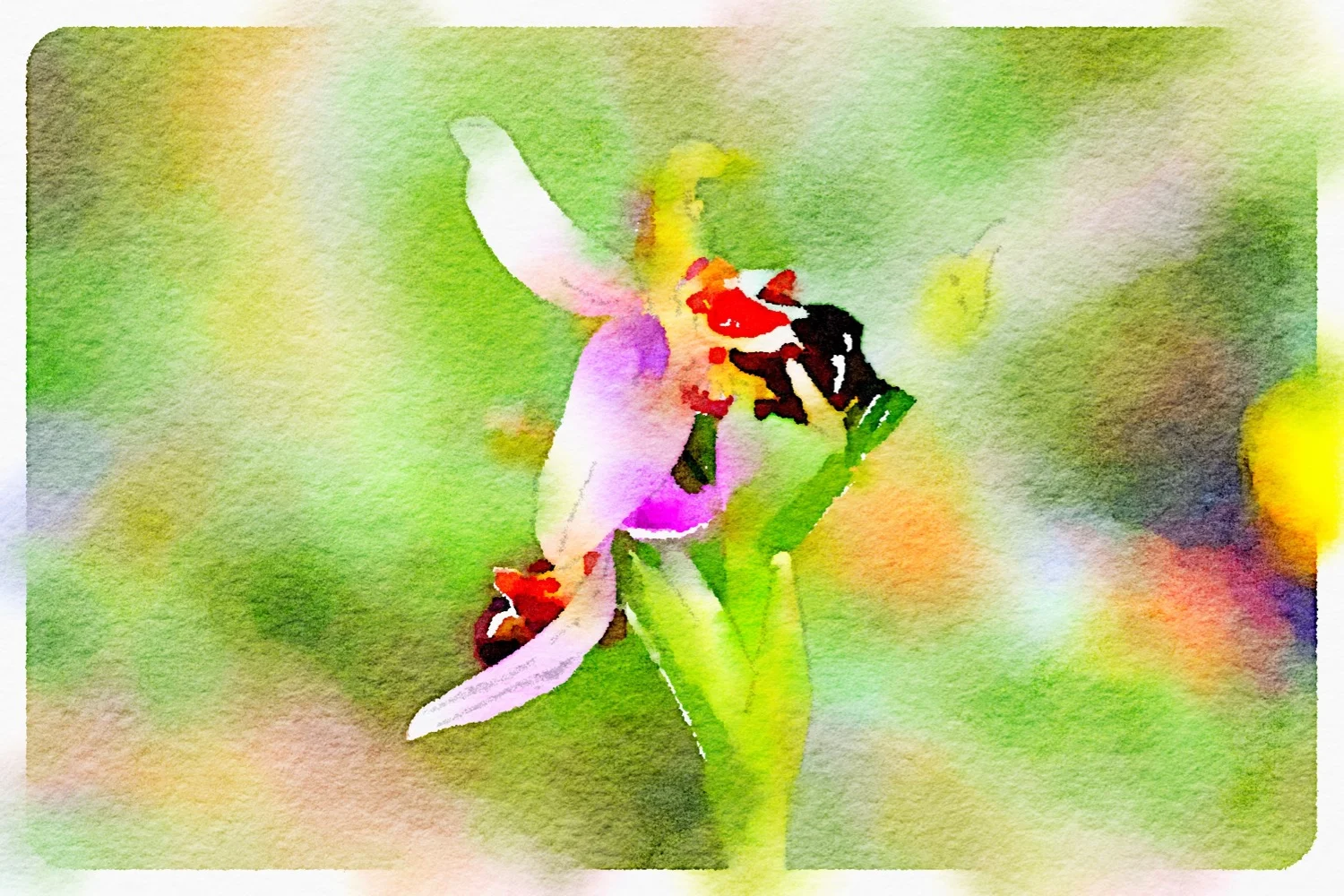 bee orchid
