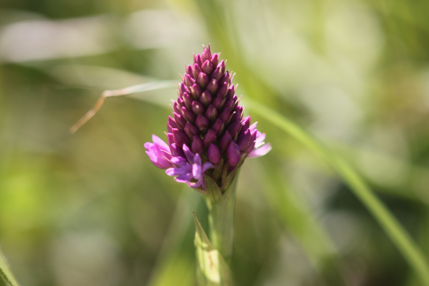 orchids 1.jpg