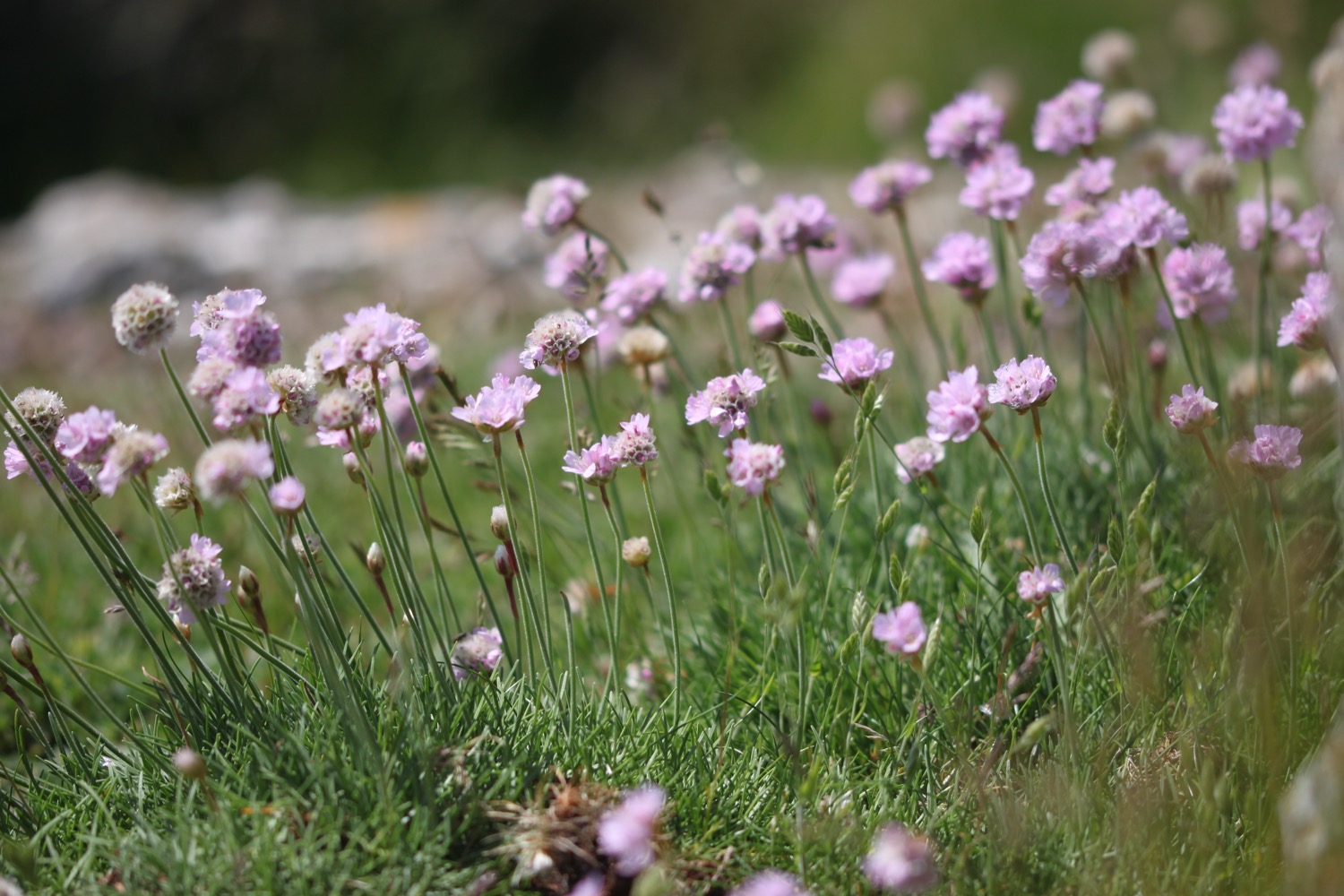 wildflowers 34.jpg