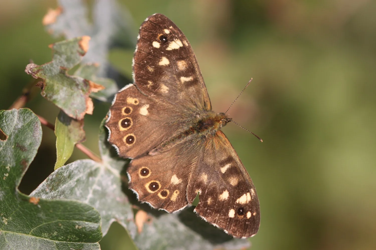 speckled wood butterfly