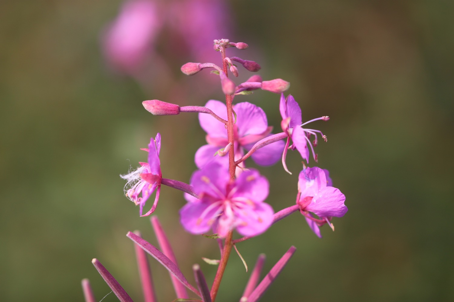 wildflowers 3.jpg