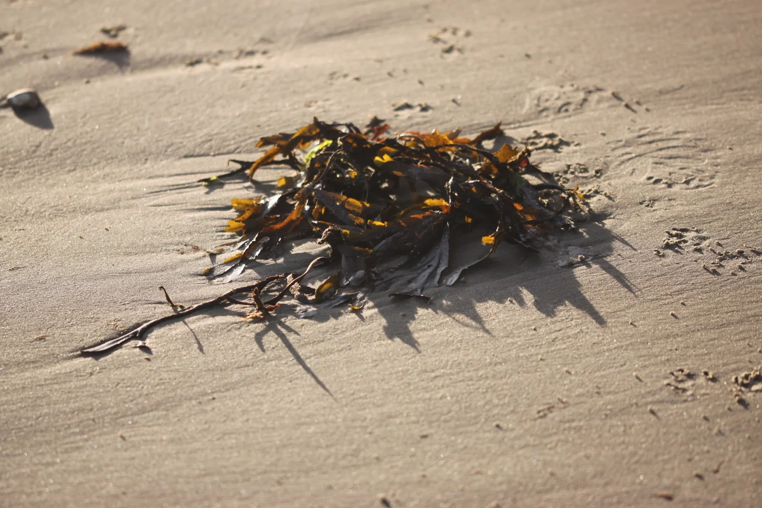 bembridge point beach.jpg 7.jpg