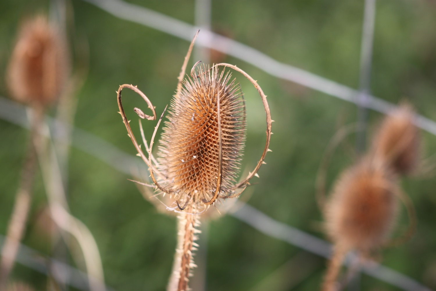 wildflowers 4.jpg