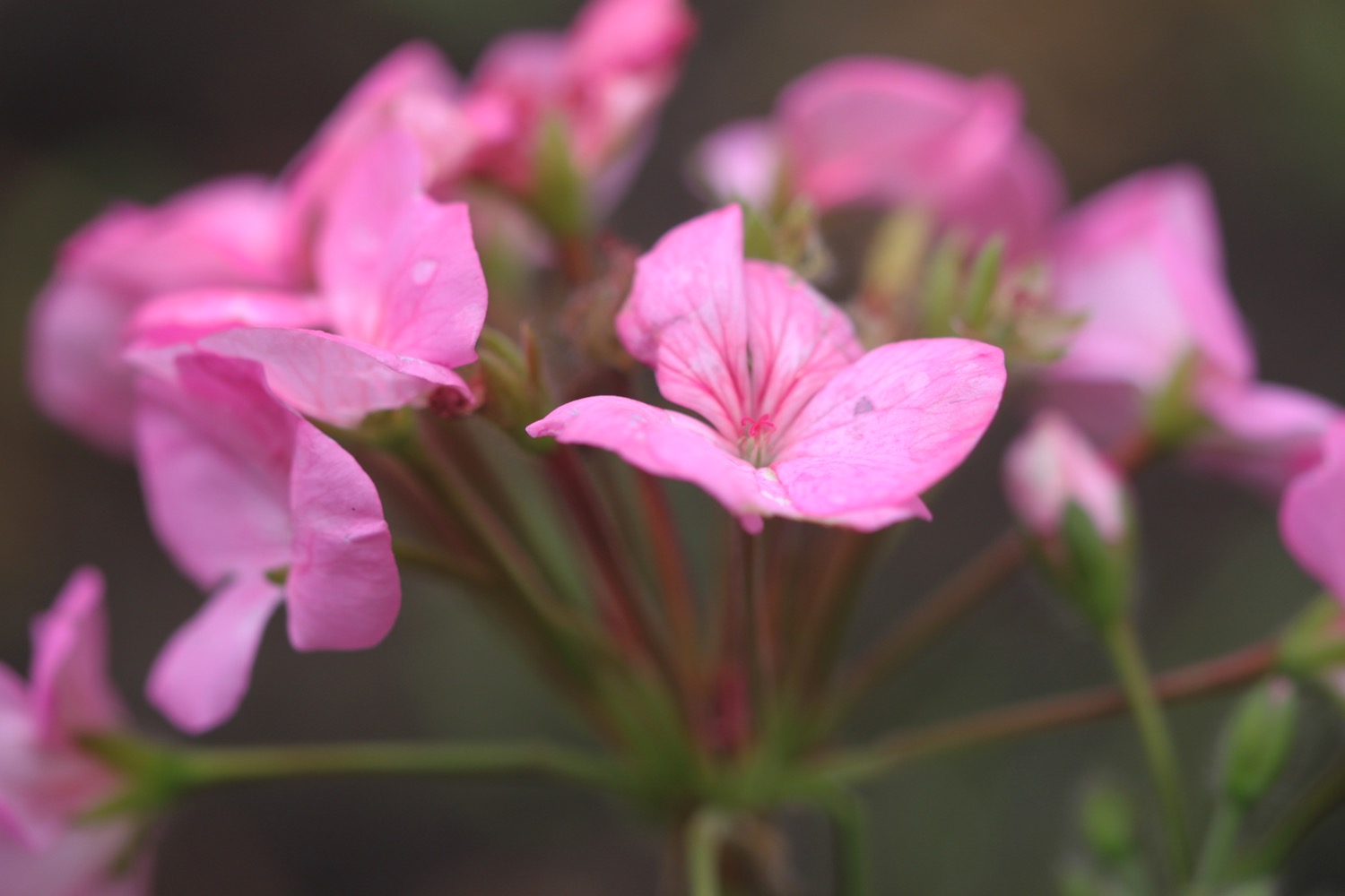 wildflowers 13.jpg