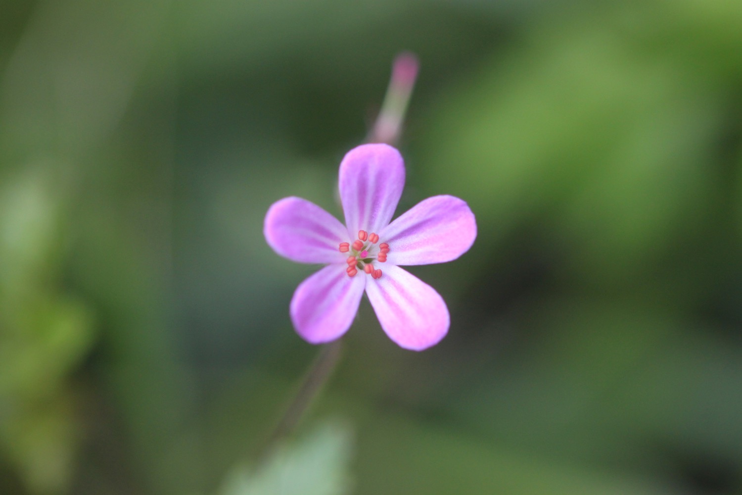 wildflowers 5.jpg