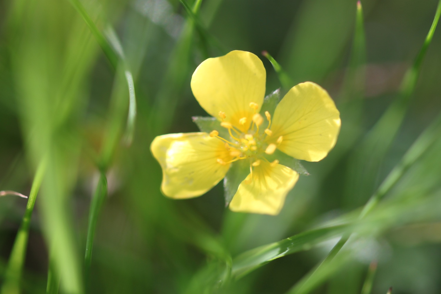 wildflowers 9.jpg