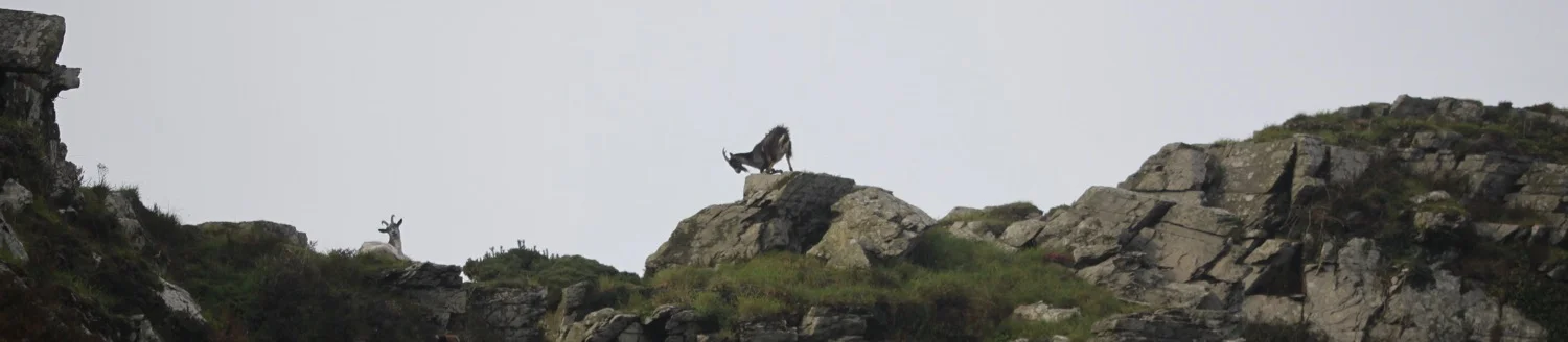 feral goats