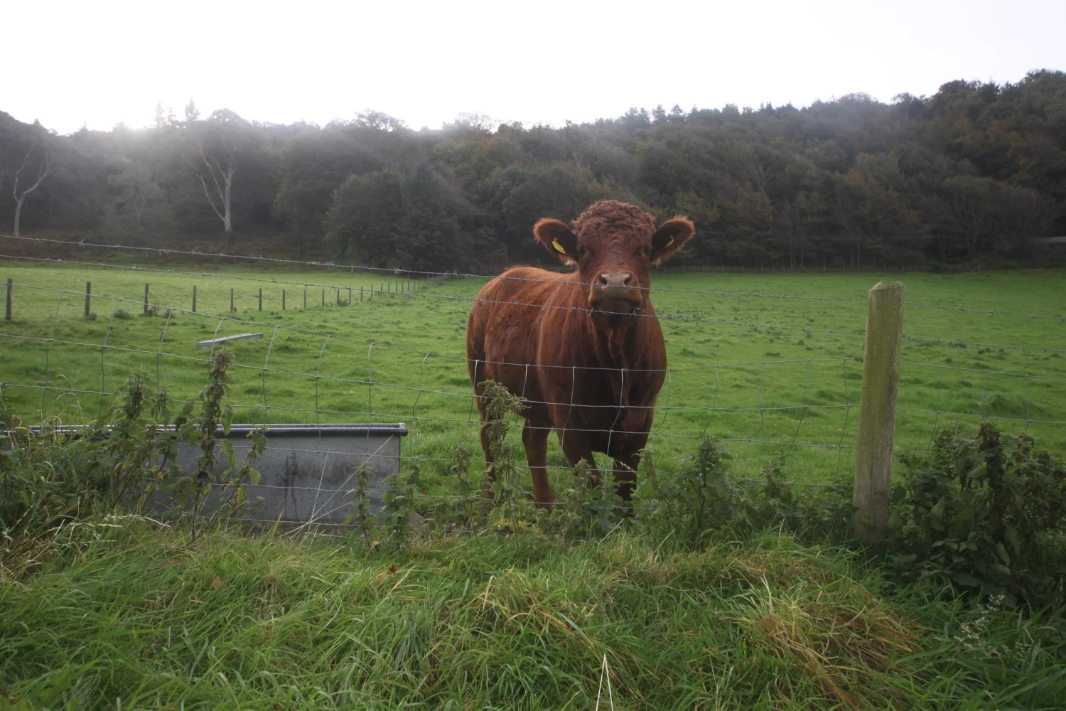 cow